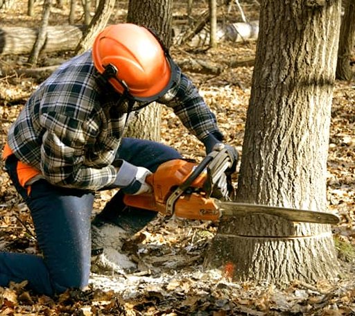 Tree Removal in Chester, TX